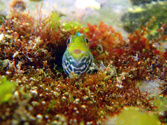 Omobranchus germaini