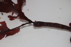 Botryocarpa prolifera