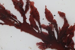 Botryocarpa prolifera