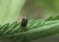 Microtheca