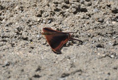 Marpesia zerynthia