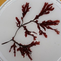 Botryocarpa prolifera