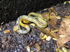 Amphiesma stolatum