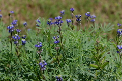 Lupinus polycarpus