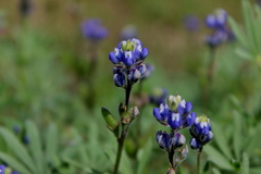 Lupinus polycarpus