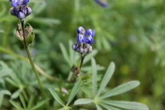 Lupinus polycarpus