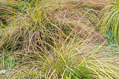 Carex sinclairii