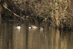 Branta canadensis
