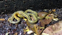 Amphiesma stolatum