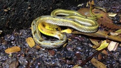 Amphiesma stolatum