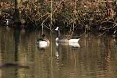 Branta canadensis