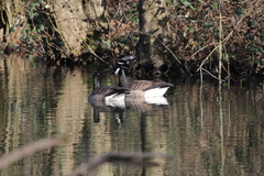 Branta canadensis
