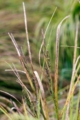 Carex sinclairii