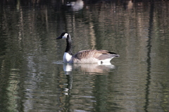 Branta canadensis