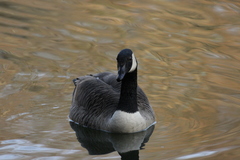 Branta canadensis