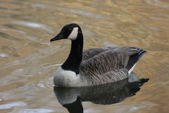 Branta canadensis