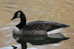 Branta canadensis