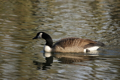 Branta canadensis