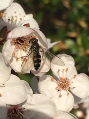 Meliscaeva auricollis