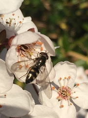 Meliscaeva auricollis