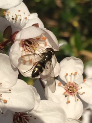 Meliscaeva auricollis