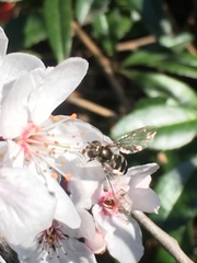 Meliscaeva auricollis