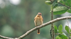 Pachyramphus cinnamomeus