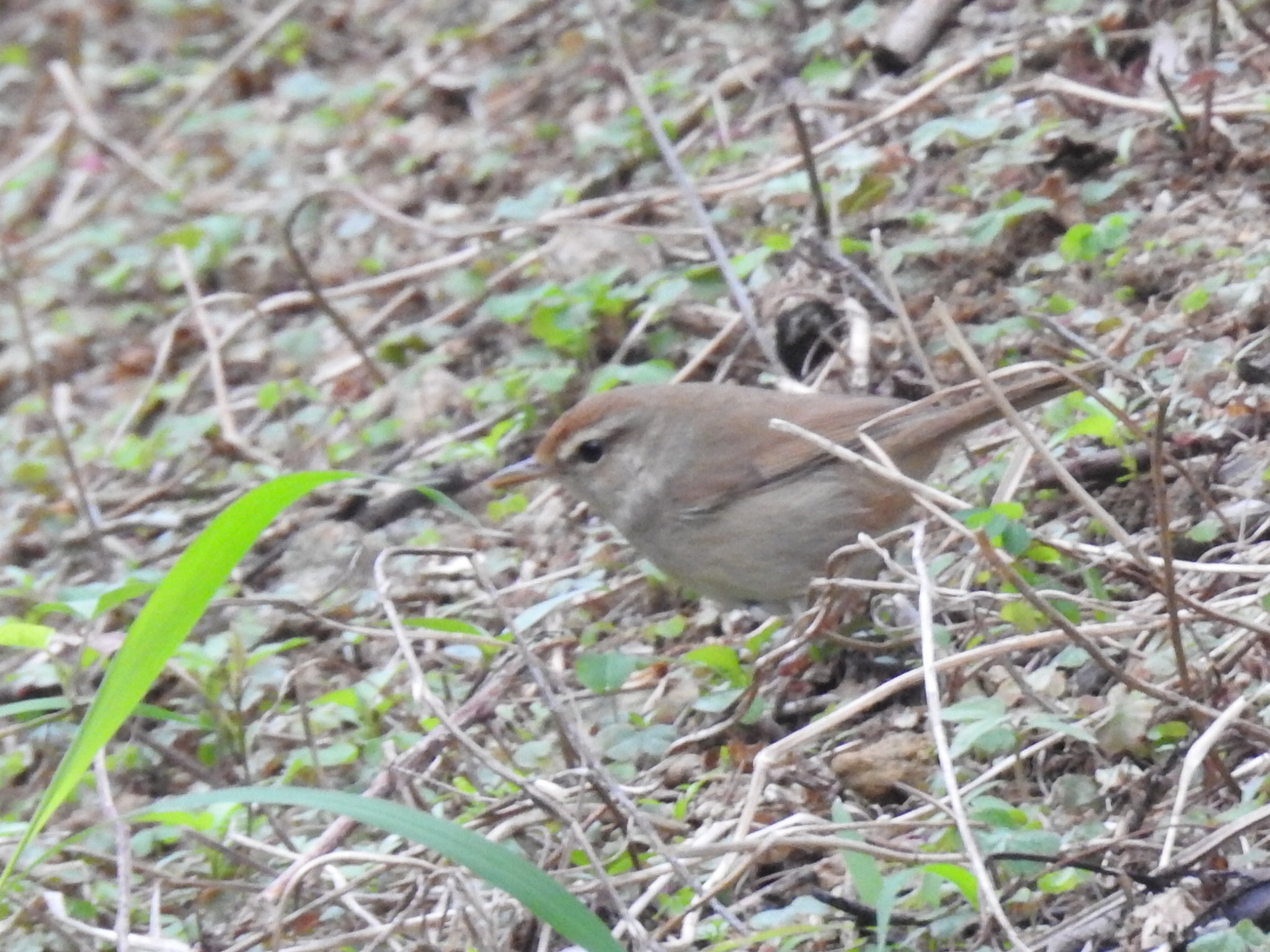 Manchurian Bush Warbler