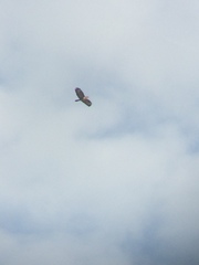 Buteo buteo buteo