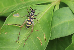 Phylloscyrtus amoenus