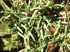 Armeria curvifolia