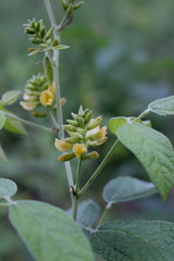 Rhynchosia tomentosa