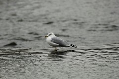 Larus delawarensis
