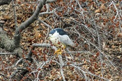 Nycticorax nycticorax