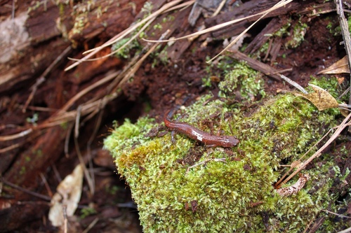 Webster's Salamander