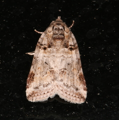 Garella vallata