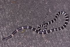 Bungarus multicinctus multicinctus