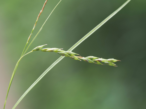 Carex debilis var. rudgei