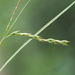 Carex debilis rudgei - Photo (c) John D Reynolds,  זכויות יוצרים חלקיות (CC BY-NC), הועלה על ידי John D Reynolds