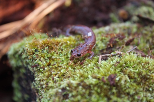 Webster's Salamander