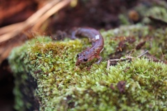 Webster's Salamander photo 3