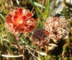 Armeria curvifolia