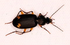 Chlaenius flaviguttatus