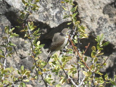 Leptasthenura aegithaloides