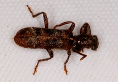 Metademius floccosus
