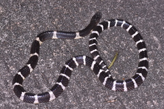Bungarus multicinctus multicinctus