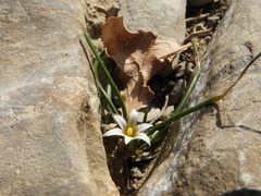 Romulea columnae