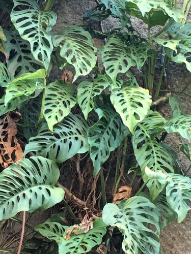 Monstera adansonii