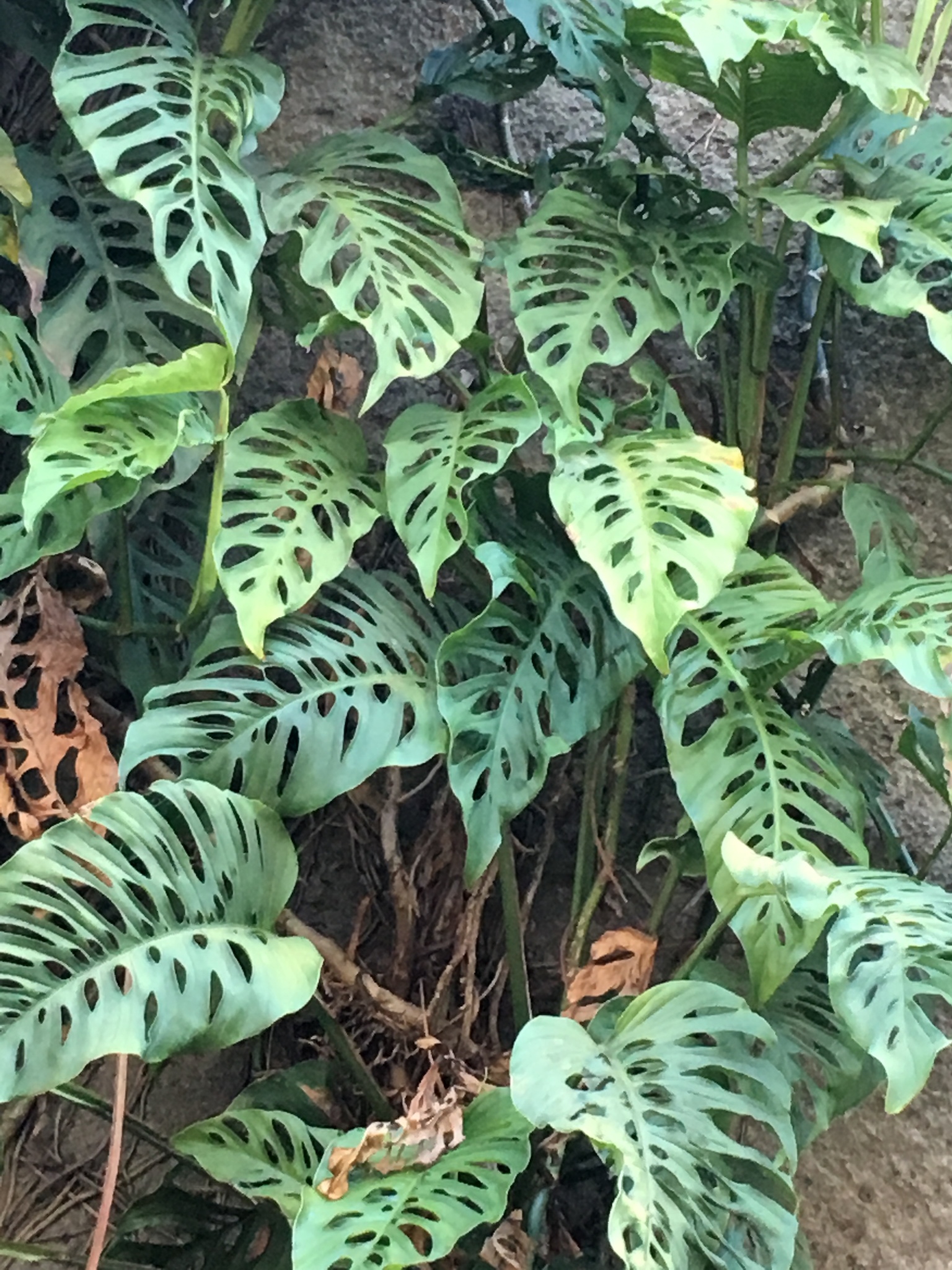 Monstera Laniata