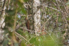 Lepidocolaptes affinis